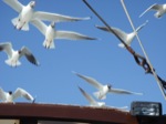 sea gulls on the Galilee